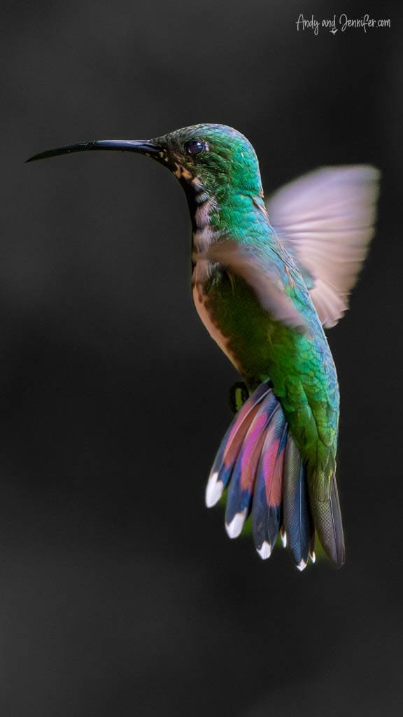 Female Green-breasted Mango hummingbird hovering with its tail spread at Rancho Naturalista, Costa Rica.