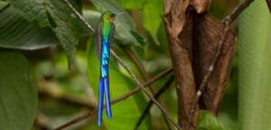 Birding in Milpe, Ecuador: San Tadeo and San Jorge Milpe