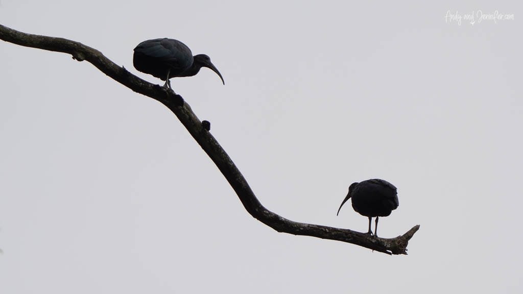 Two Green Ibises silhouetted on a tree branch at a botanical garden near Rancho Naturalista, Costa Rica.