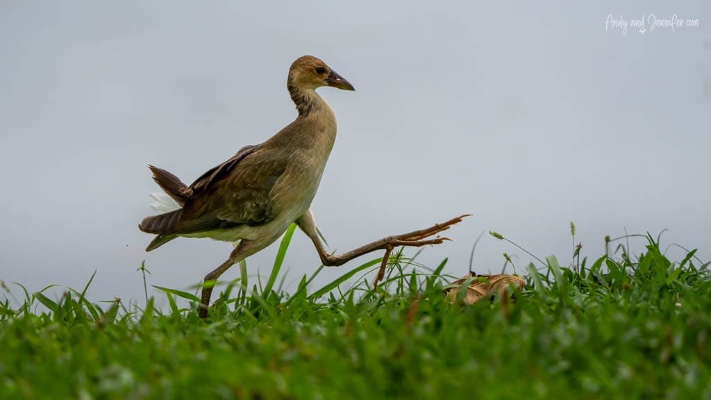 Gray-cowled Wood-Rail walking across the grass at a botanical garden near Rancho Naturalista, Costa Rica.