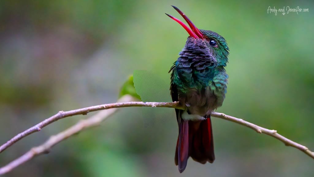 Rufous-tailed Hummingbird perched with its bill open at Selva Verde Lodge, Costa Rica.