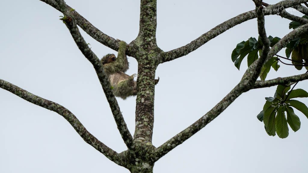 Three-toed sloth resting high in a tree near Selva Verde Lodge in Costa Rica.
