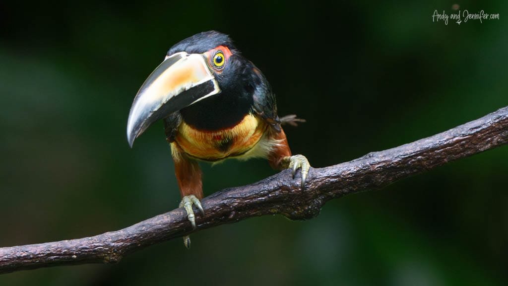 Collared Aracari perched on a branch at Selva Verde Lodge, Costa Rica.