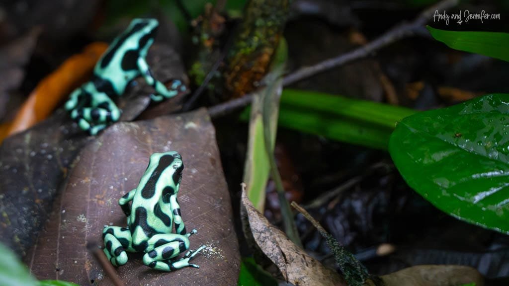 Green-and-black poison dart frogs among wet leaf litter in the rainforest at Selva Verde Lodge, Costa Rica.
