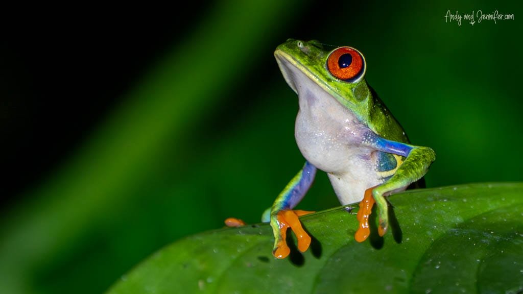 Red-eyed tree frog perched on a broad green leaf at night at Selva Verde Lodge, Costa Rica.