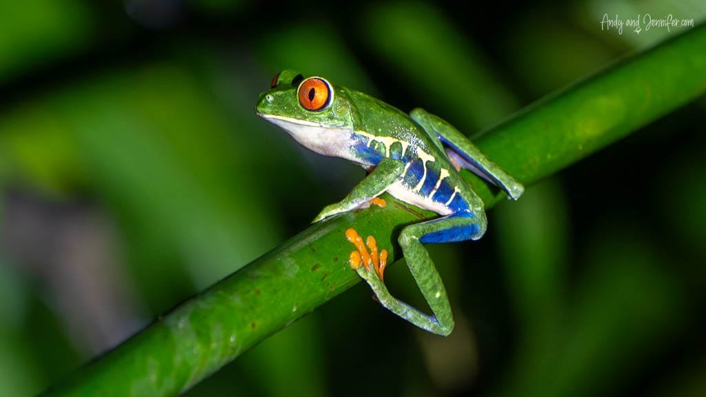 Red-eyed tree frog showing its blue-and-yellow striped sides and orange toes while perched on a stem at Selva Verde Lodge, Costa Rica.