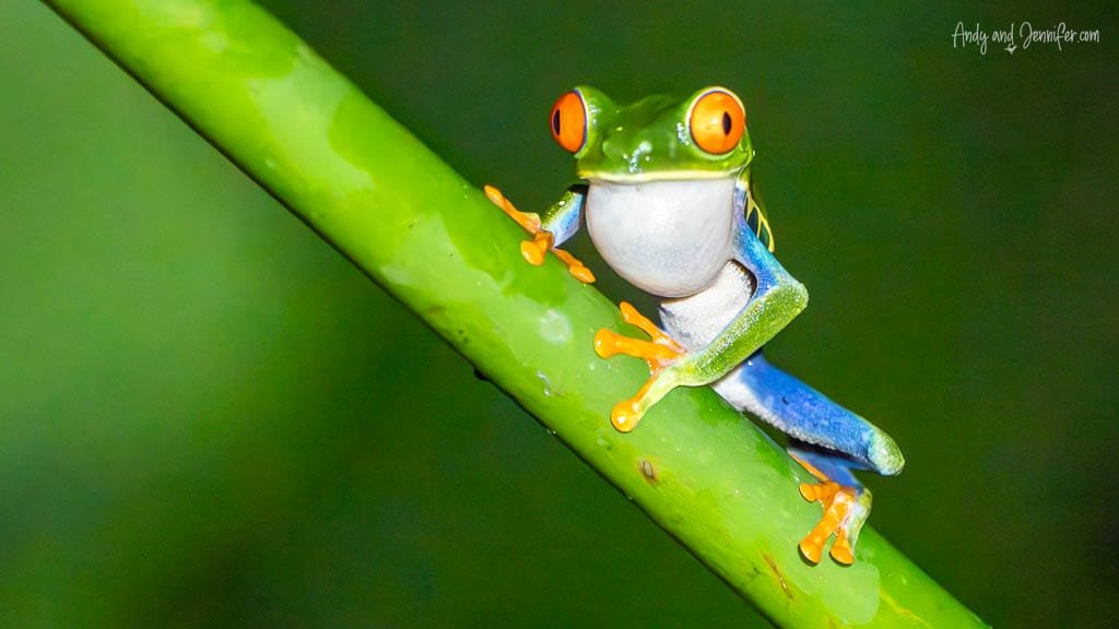 Red-eyed tree frog facing the camera with bright red eyes and orange toes at Selva Verde Lodge, Costa Rica.