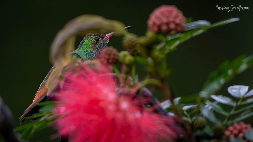 Rufous-tailed Hummingbird perched among bright pink flowers at Selva Verde Lodge, Costa Rica.