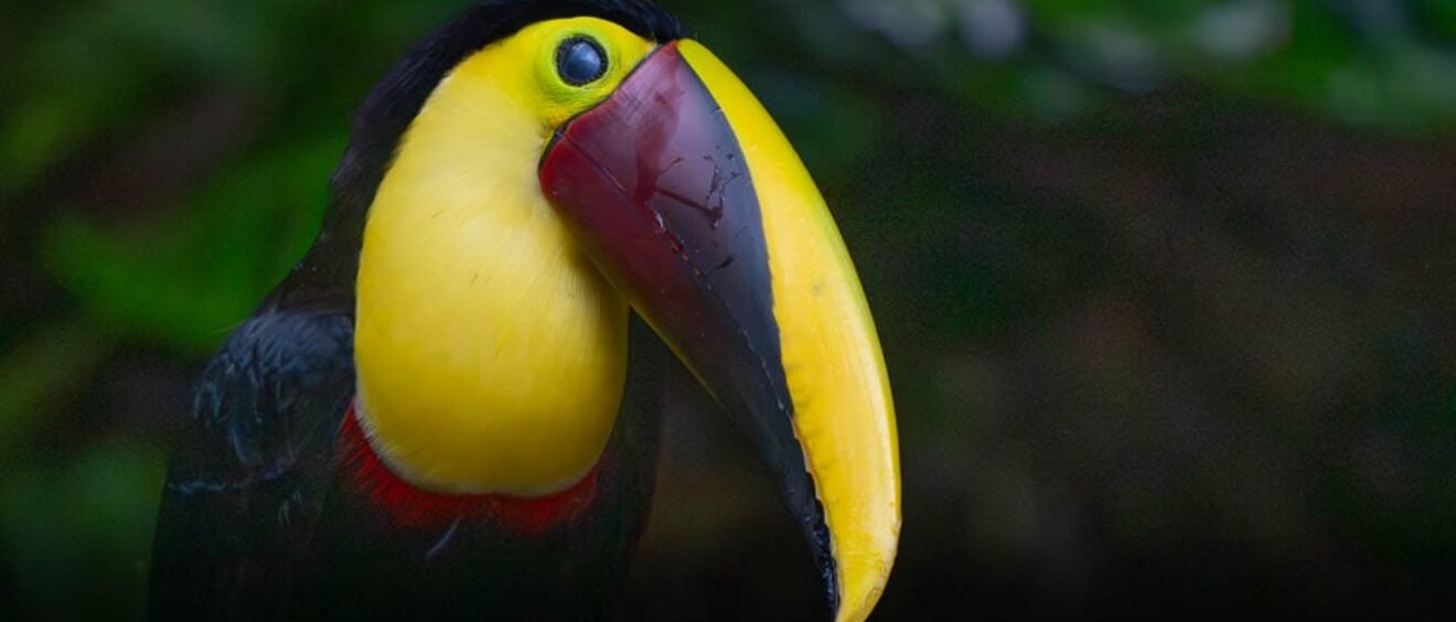 Close-up portrait of a Yellow-throated Toucan showing its bright yellow throat and large yellow-and-maroon bill in Costa Rica.