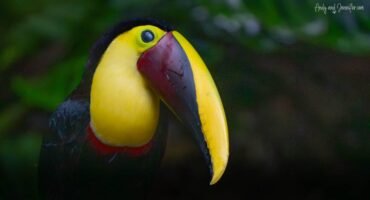 Close-up portrait of a Yellow-throated Toucan showing its bright yellow throat and large yellow-and-maroon bill in Costa Rica.