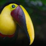 Close-up portrait of a Yellow-throated Toucan showing its bright yellow throat and large yellow-and-maroon bill in Costa Rica.