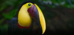Close-up portrait of a Yellow-throated Toucan showing its bright yellow throat and large yellow-and-maroon bill in Costa Rica.