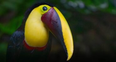 Close-up portrait of a Yellow-throated Toucan showing its bright yellow throat and large yellow-and-maroon bill in Costa Rica.