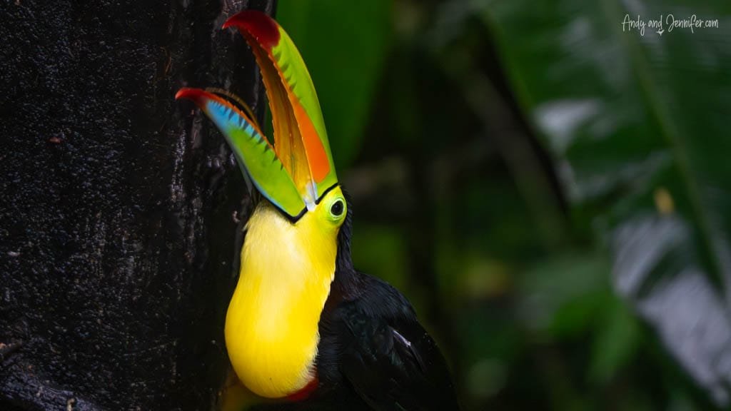 Yellow-throated Toucan perched with its bill raised at Selva Verde Lodge, Costa Rica.