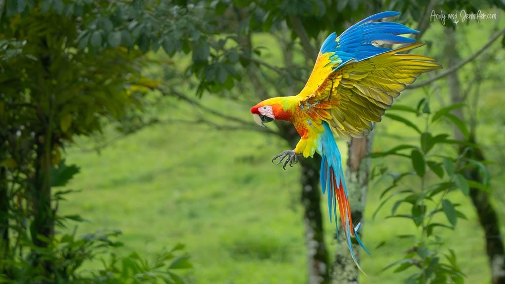 Macaw coming in to land with wings spread against the green landscape at La Finca Lodge, Costa Rica.