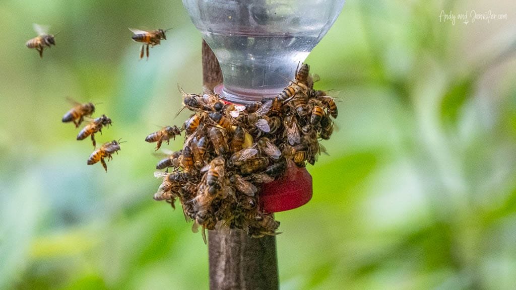 Bees swarm a hummingbird feeder at Balcón Tumpiki, Ecuador, crowding around the sugar-water port while others hover nearby.