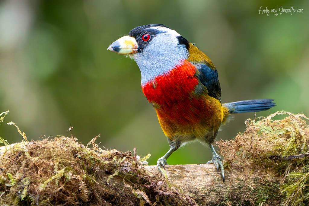 Toucan barbet showing its red breast and pale blue-grey head while perched on a mossy branch at Balcón Tumpiki, Ecuador.