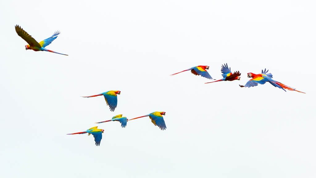 Flock of macaws flying together over La Finca Lodge in Costa Rica.