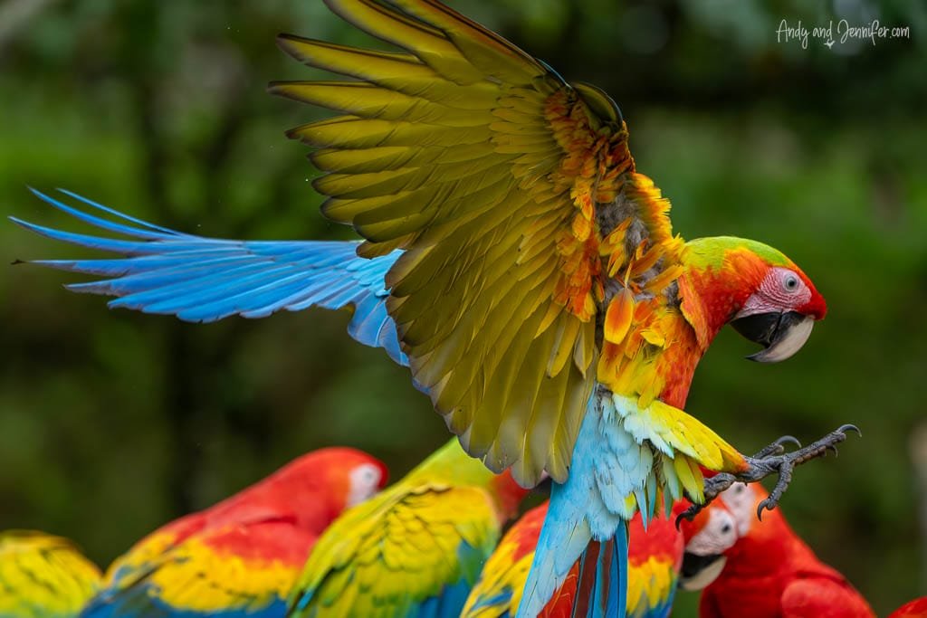 Macaw landing with wings raised among a group of macaws at La Finca Lodge, Costa Rica