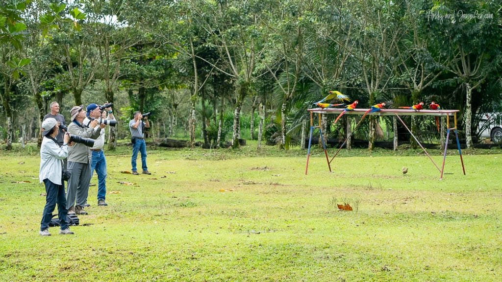 Photographers preparing to photograph macaws in flight as scarlet and great green macaws wait on a feeding platform at La Finca Lodge, Costa Rica.
