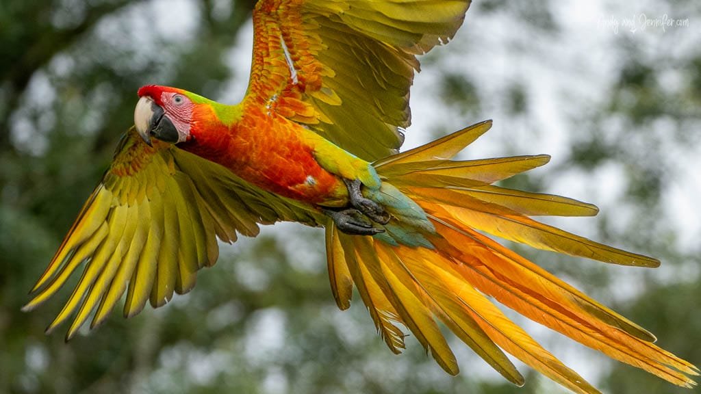 Macaw in flight with wings and long tail feathers fully spread at La Finca Lodge, Costa Rica.