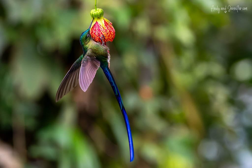 Long-tailed sylph feeding from a red and yellow flower at Balcón Tumpiki, Ecuador, with its iridescent blue tail hanging below.