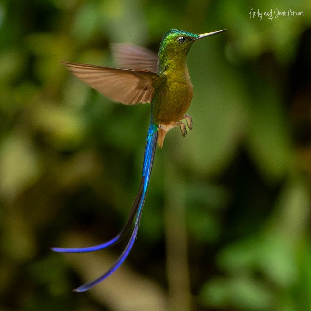 Long-tailed sylph hovering in flight at Balcón Tumpiki, Ecuador, showing its exceptionally long blue tail streamers.