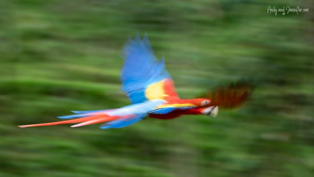 Macaw photographed with a slow shutter speed, creating motion blur as it flies past at La Finca Lodge, Costa Rica.