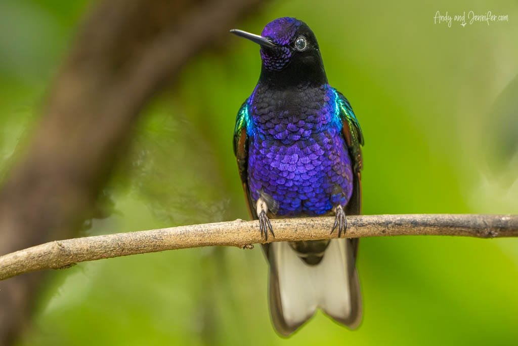 Velvet-purple coronet perched on a branch at Balcón Tumpiki, Ecuador, showing its iridescent violet and blue plumage.