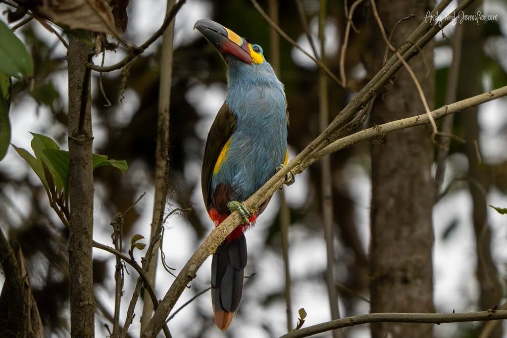 Plate-billed mountain toucan perched in the forest at Balcón Tumpiki, Ecuador, showing its distinctive patterned bill and blue-grey breast.