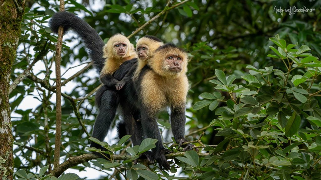 White-faced capuchin monkey carrying two young monkeys on its back while standing on a tree branch in Costa Rica.