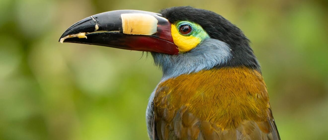 Close-up portrait of a plate-billed mountain toucan showing its distinctive patterned bill at Balcón Tumpiki, Ecuador.