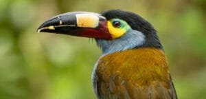 Close-up portrait of a plate-billed mountain toucan showing its distinctive patterned bill at Balcón Tumpiki, Ecuador.