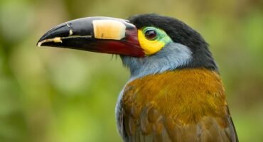 Close-up portrait of a plate-billed mountain toucan showing its distinctive patterned bill at Balcón Tumpiki, Ecuador.