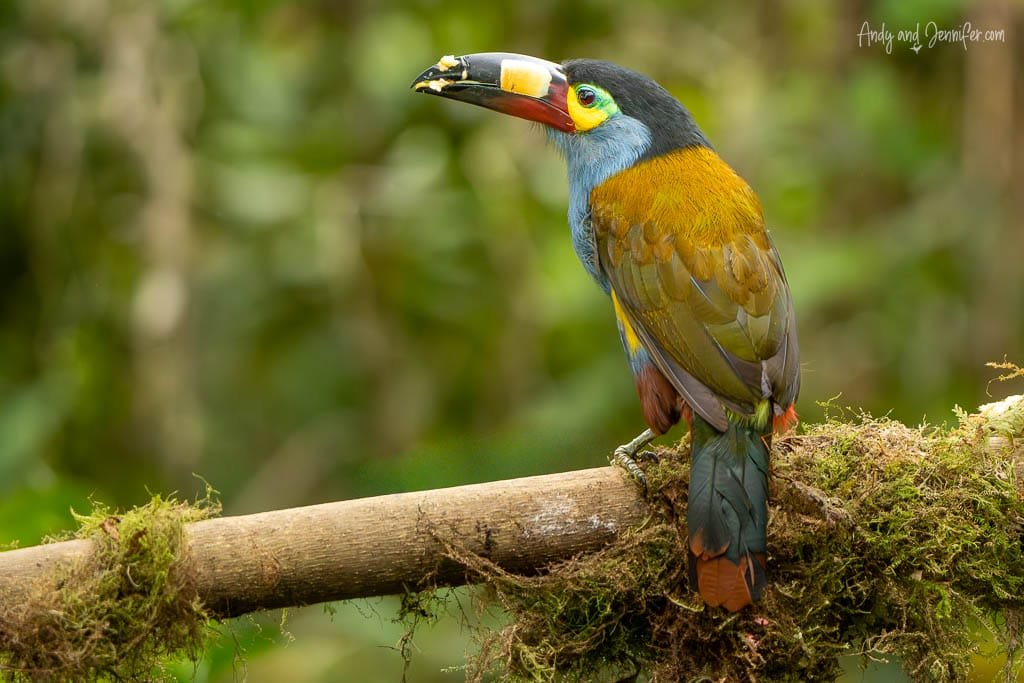 Plate-billed mountain toucan perched on a moss-covered branch at Balcón Tumpiki, Ecuador, showing its colourful bill and plumage.