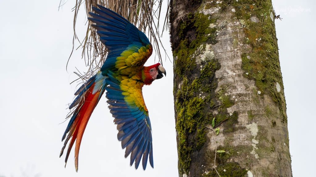 Scarlet Macaw flying toward a palm tree with its colourful wings and long tail fully extended in Costa Rica.