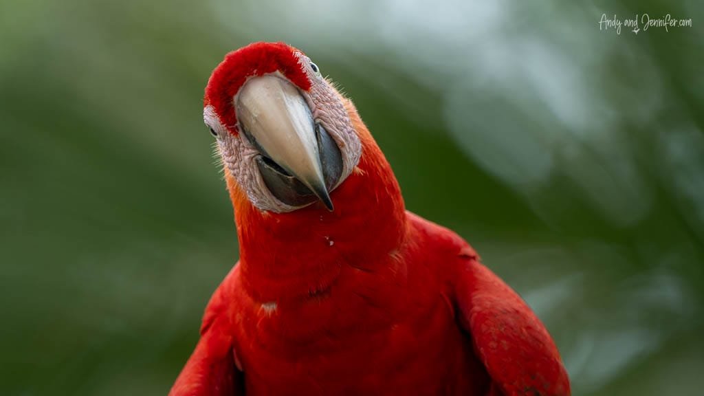 Close-up portrait of a Scarlet Macaw showing its bright red plumage, pale facial skin and large curved bill in Costa Rica.