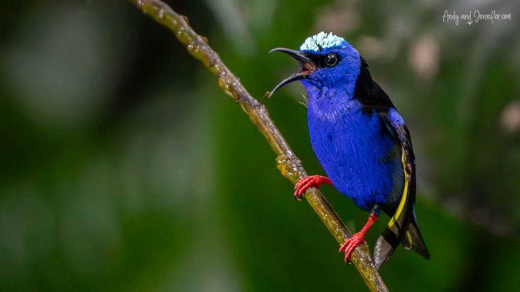 Red-legged Honeycreeper perched on a branch with its bill open, showing vivid blue plumage, turquoise crown and bright red legs in Costa Rica.