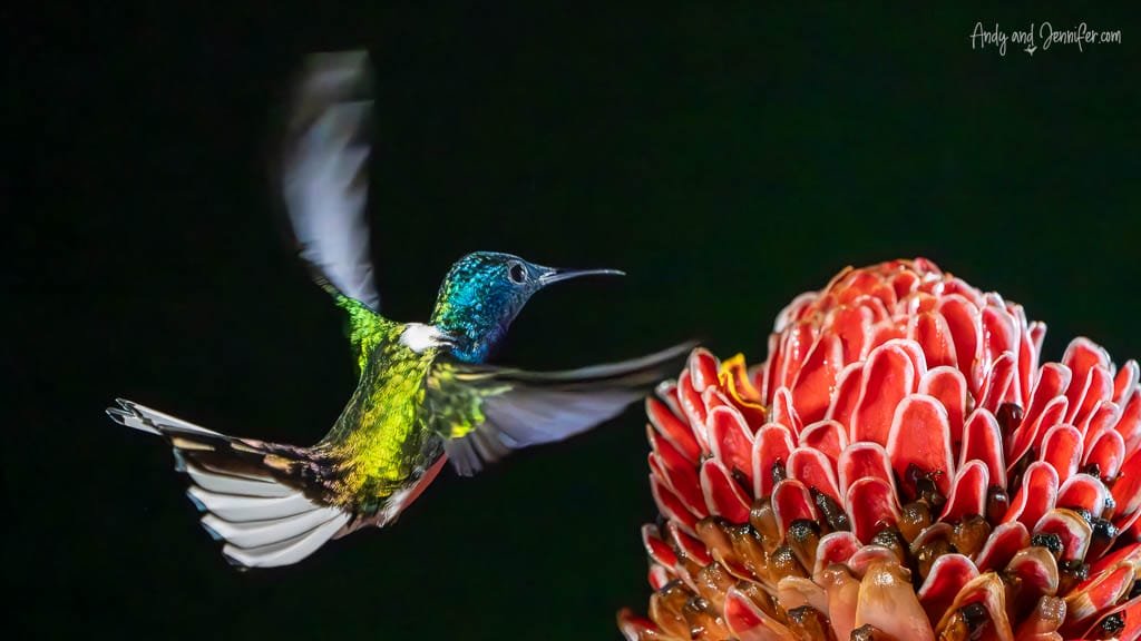 White-necked Jacobin hummingbird hovering beside a red torch ginger flower with its wings and tail spread in Costa Rica.