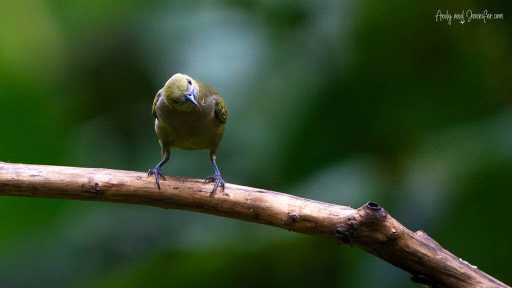 Palm tanager tilting its head while perched on a branch near the bird feeders in Gamboa, Panama