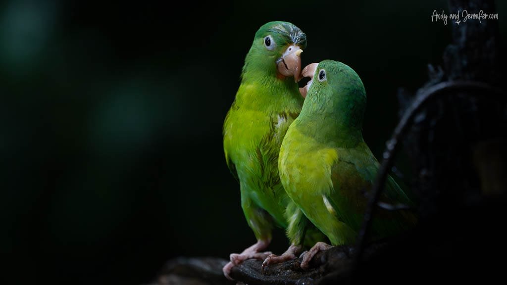 Two Orange-chinned Parakeets interacting closely while perched together in Costa Rica.