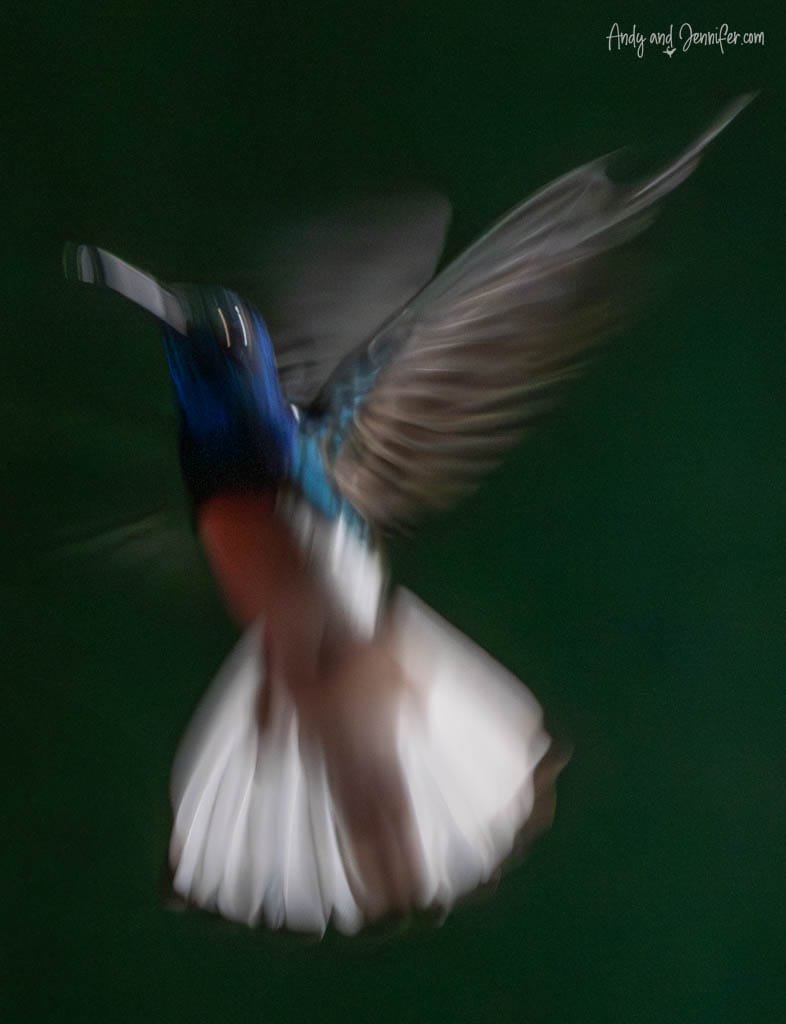 Abstract slow-shutter photograph of a White-necked Jacobin hummingbird in flight, with blurred wings and fanned white tail against a dark green background.