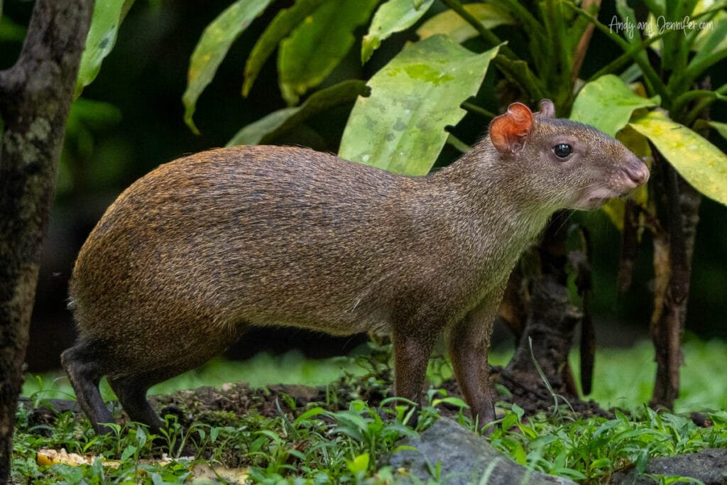 Central American agouti walking through the gardens near Canopy Bed & Breakfast in Gamboa, Panama