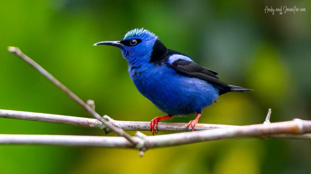 Red-legged honeycreeper perched in the rainforest near Gamboa, Panama