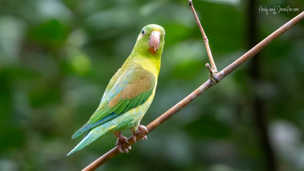Orange-chinned Parakeet perched on a thin branch in the rainforest near Gamboa, Panama