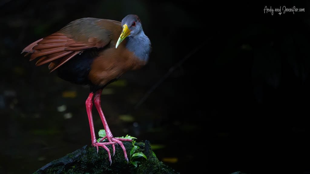 Gray-cowled Wood-Rail standing on a moss-covered log, showing its gray head, chestnut body and bright pink legs in Costa Rica.