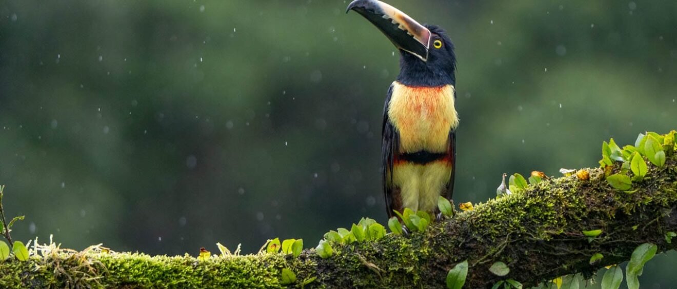 Black-mandibled Toucan perched on a moss-covered branch in the rain