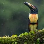 Black-mandibled Toucan perched on a moss-covered branch in the rain