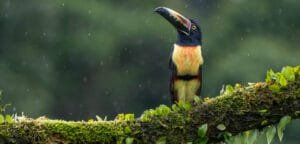 Black-mandibled Toucan perched on a moss-covered branch in the rain