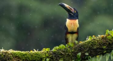 Black-mandibled Toucan perched on a moss-covered branch in the rain